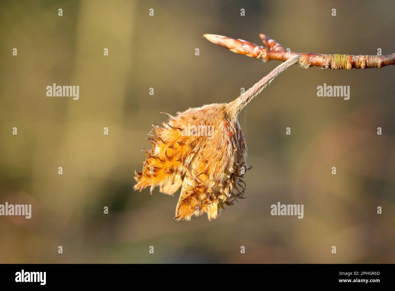 Faggio (fagus sylvatica), primo piano di un unico guscio vuoto di noce di faggio ancora appeso all'albero la primavera successiva. Foto Stock