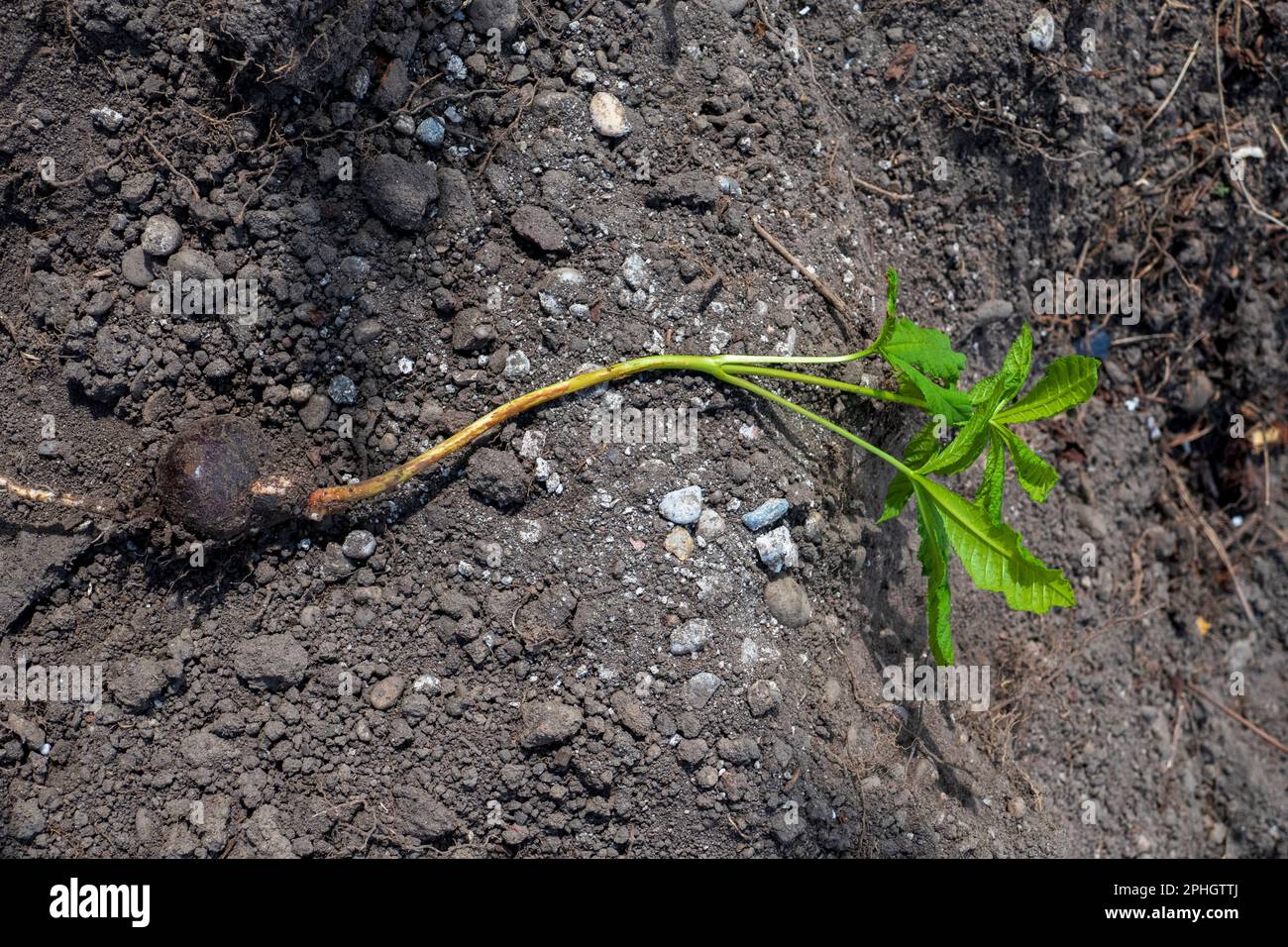 Junge Rosskastanie Kastaniepflanze mit Samen liegt auf der Erde Foto Stock
