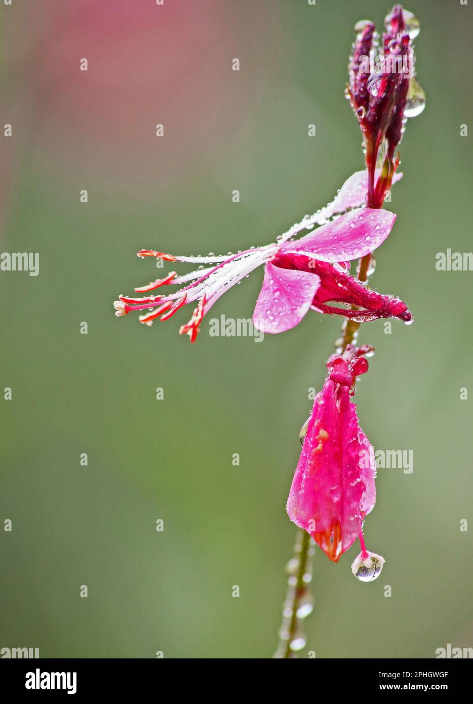 Beeblossom di Lindheimer rosa (Gaura lindheimeri) 14033 Foto Stock