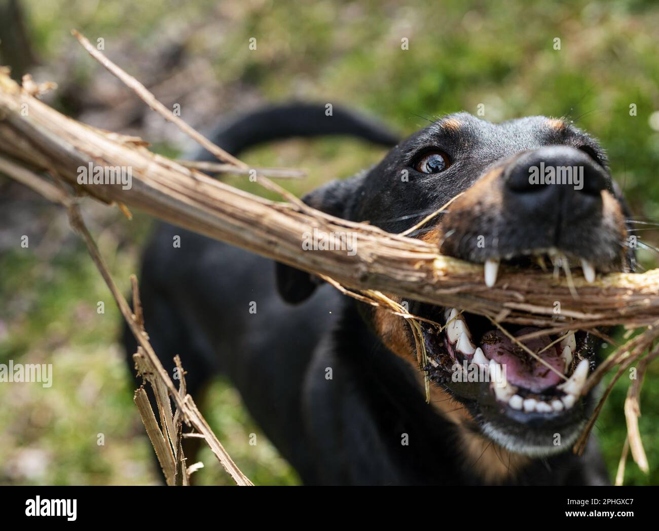 Cane morde bastone di legno fotografia ravvicinata. Foto Stock