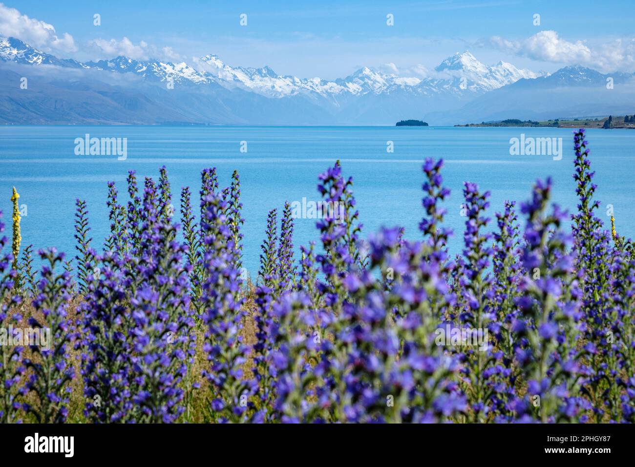 Fiori selvatici (Vipers Bugloss) che crescono sulle rive del lago Pukaki con uno sfondo di Aoraki / Mt Cook, Isole del Sud, Nuova Zelanda Foto Stock