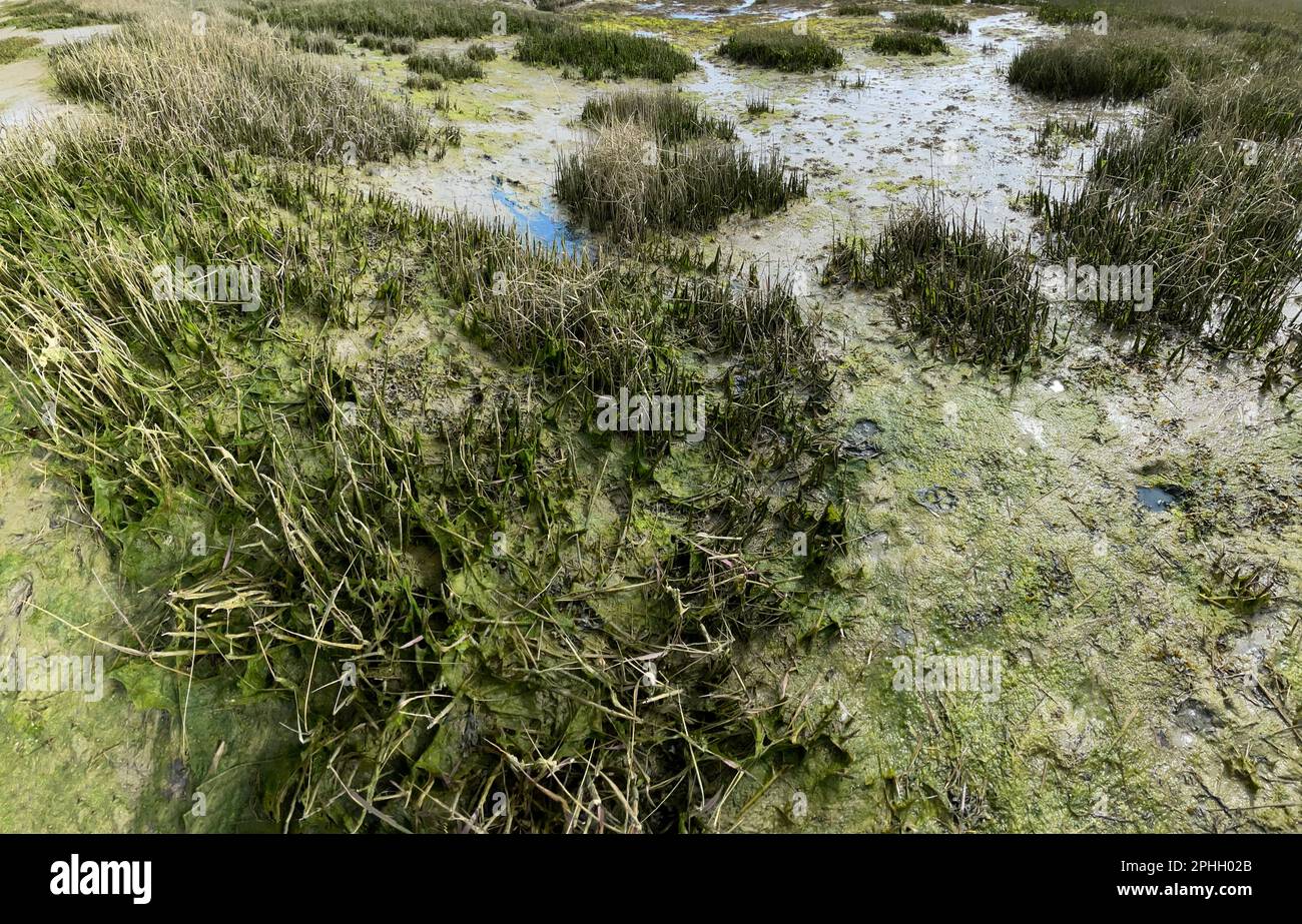 Saline a Low Spring Tide, Snow Hill Creek, Chichester Harbour Foto Stock