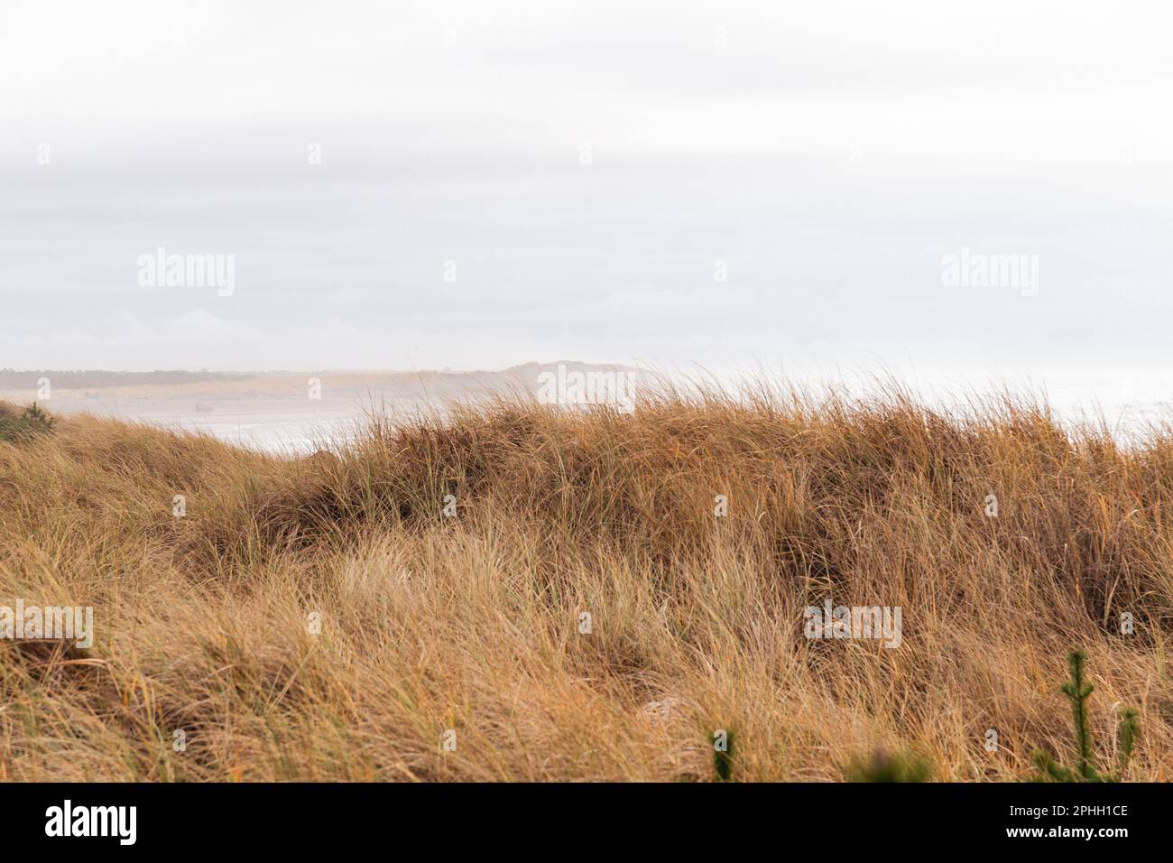Dune di spiaggia lungo la costa dell'Oceano Pacifico il giorno nuvoloso Foto Stock