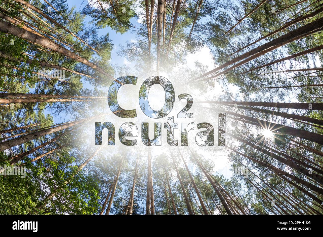 CO2 testo neutro immagine concettuale contro gli alberi che crescono nel cielo. alta pineta Foto Stock