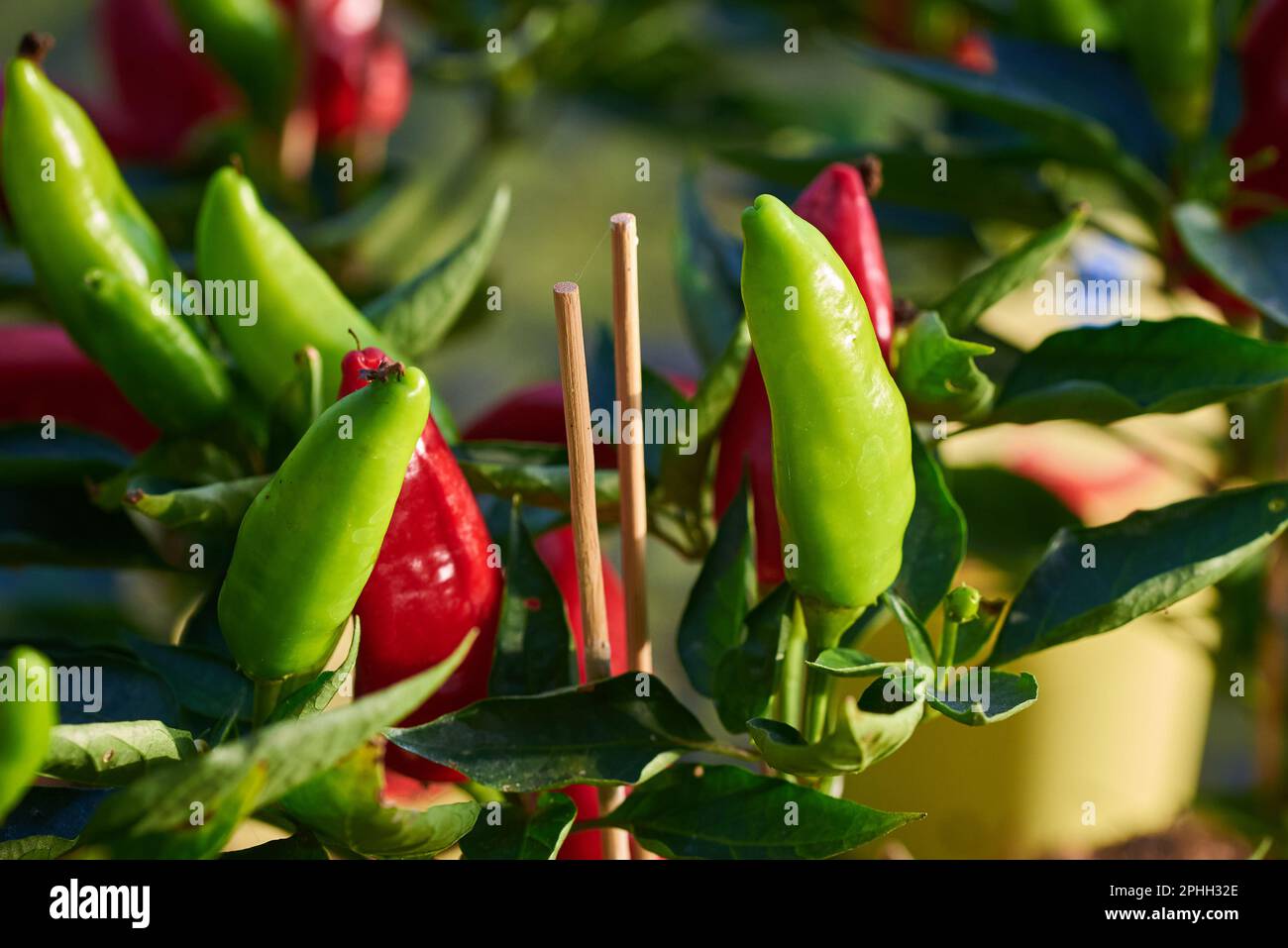 I peperoni sanno anche come paprika, peperone dolce o capsicum Foto Stock