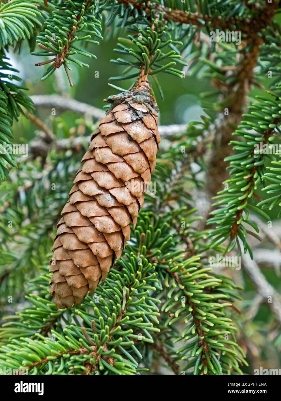 Primo piano di un unico cono di abete, Picea Foto Stock