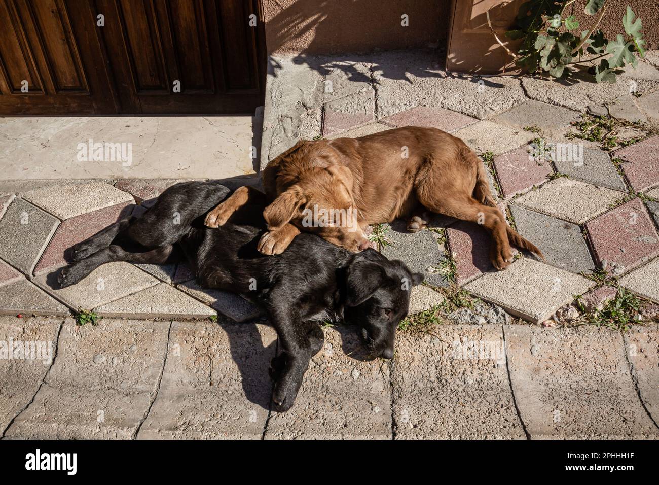Cani randagi sono sdraiati sul marciapiede Foto Stock
