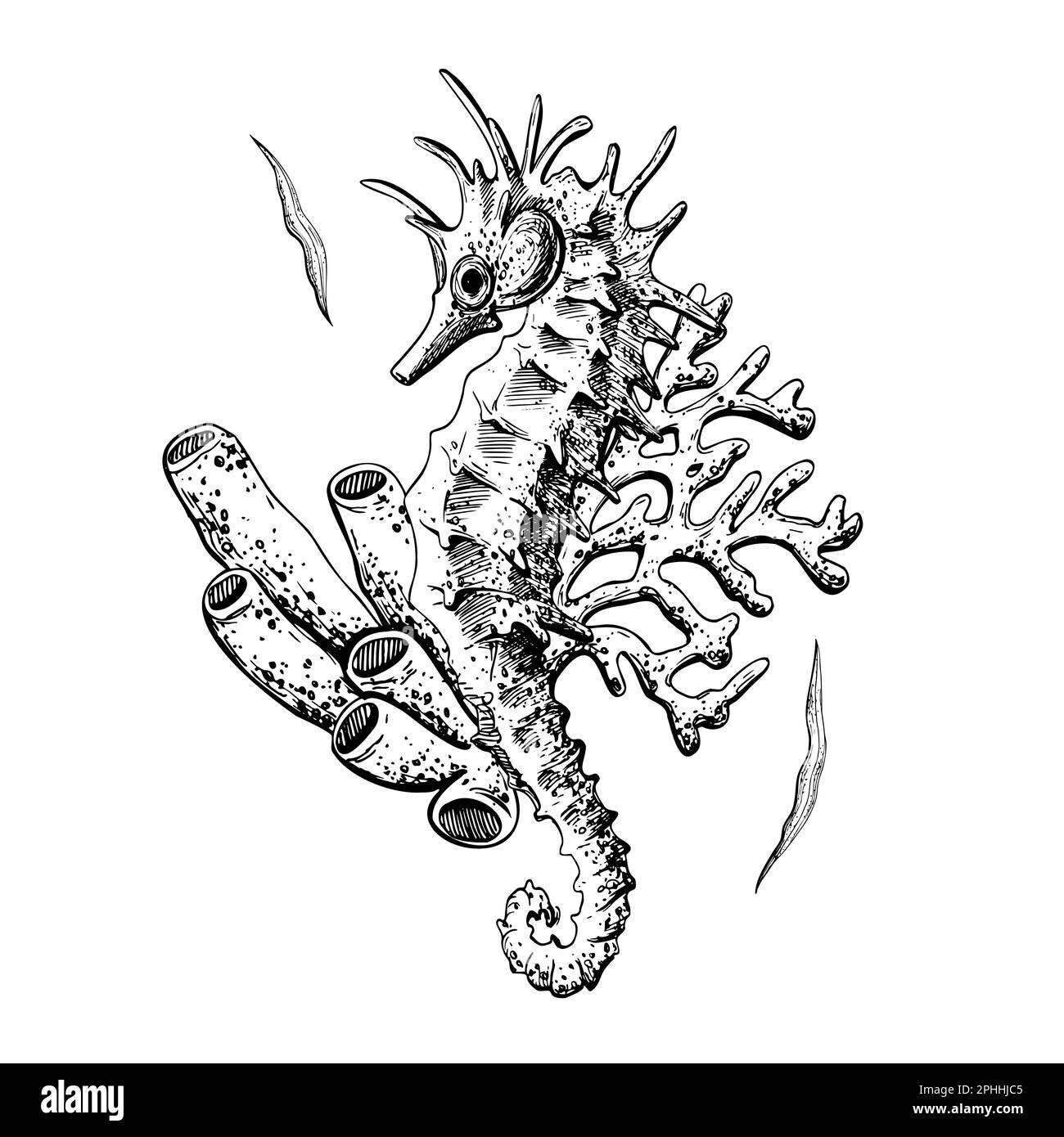 Cavalluccio marino con coralli oggetto isolato su sfondo bianco. Illustrazione vettoriale immagine disegnata a mano. Composizione per poster, biglietti, adesivi, stampe Illustrazione Vettoriale