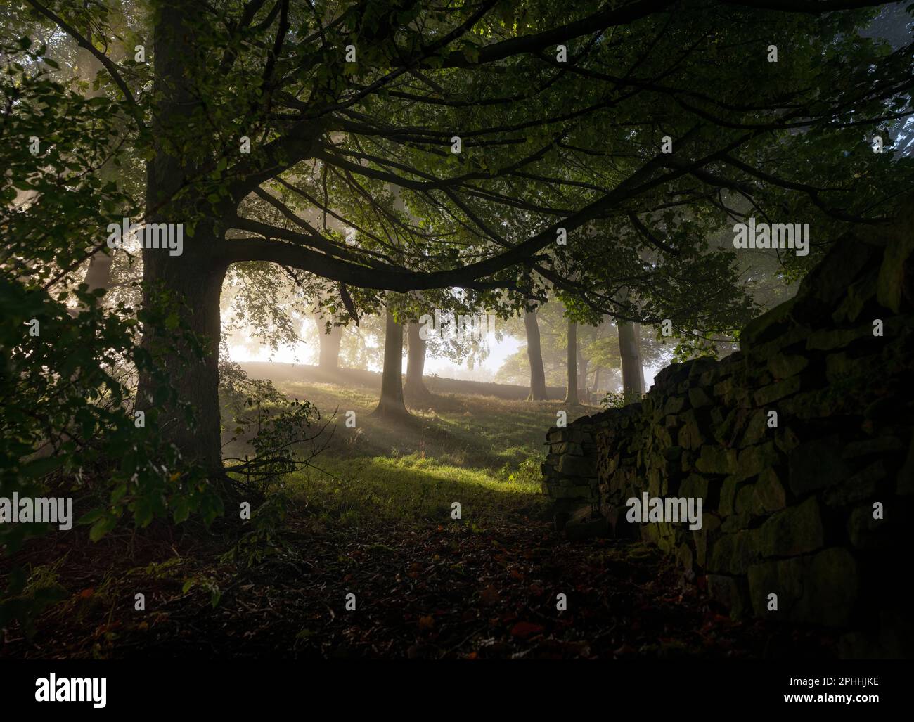 Luce mattutina attraverso i boschi, accanto a un muro di pietra a secco nel Peak District. Luce calda tra gli alberi come la nebbia ha cominciato a chiarire in questa fotografia di natura Foto Stock