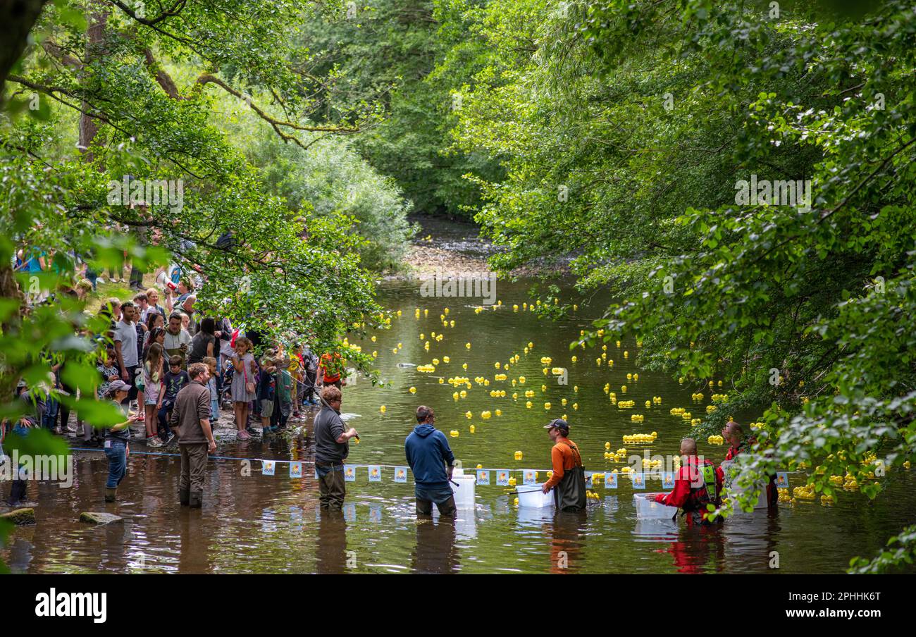 Il finale della corsa di anatra sul fiume Goyt attraverso New Mills, nel Derbyshire High Peak, centinaia di anatre gialle di plastica corse lungo il fiume Foto Stock