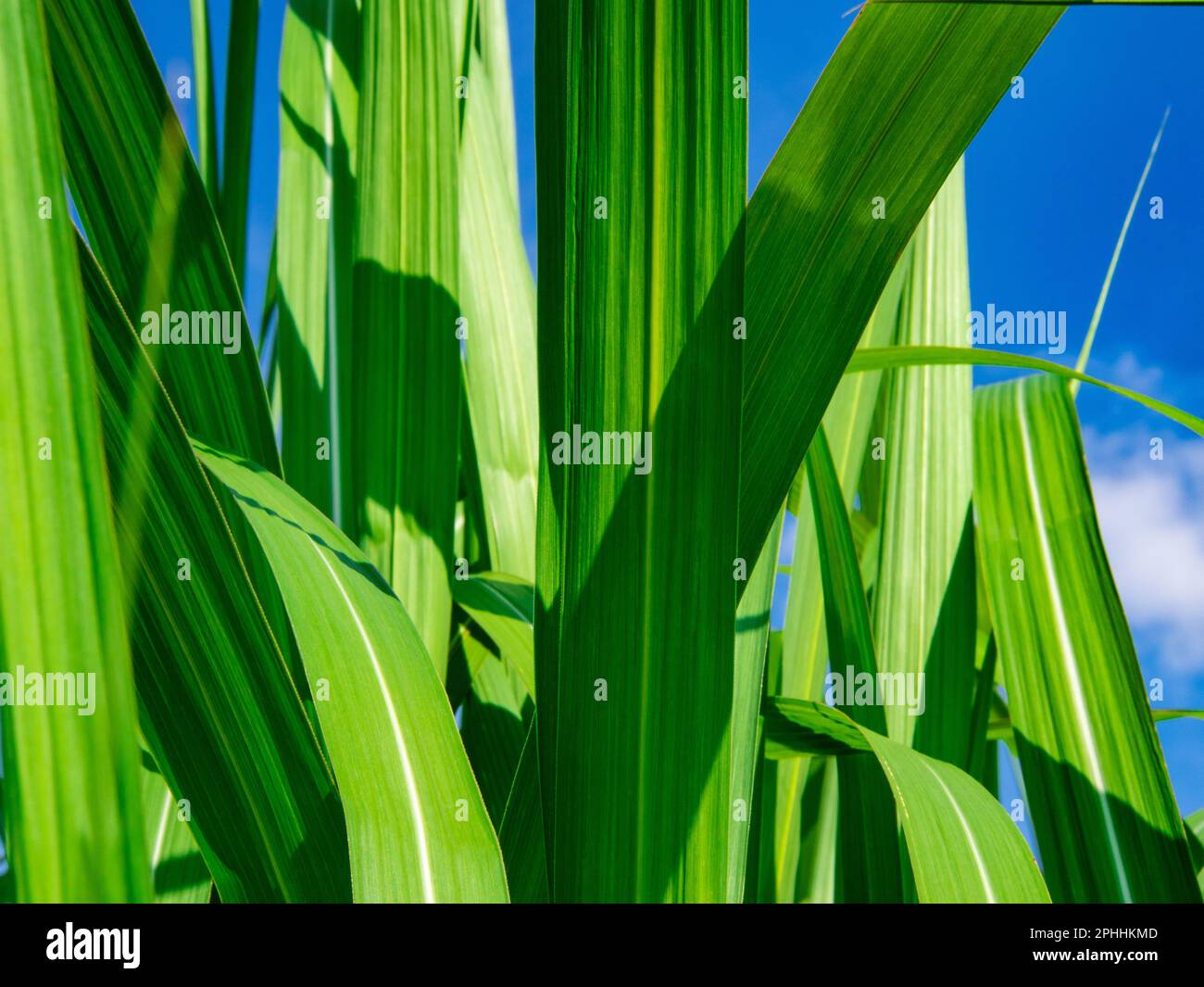 Primo piano di una foglia di calamari. Verde dominante, visibile cielo blu luminoso. Foto Stock