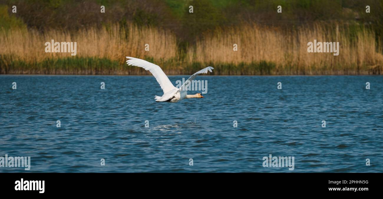 Banner formato sparato di un cigno bianco che vola sopra acqua blu scuro con le ali spalancate. Foto Stock