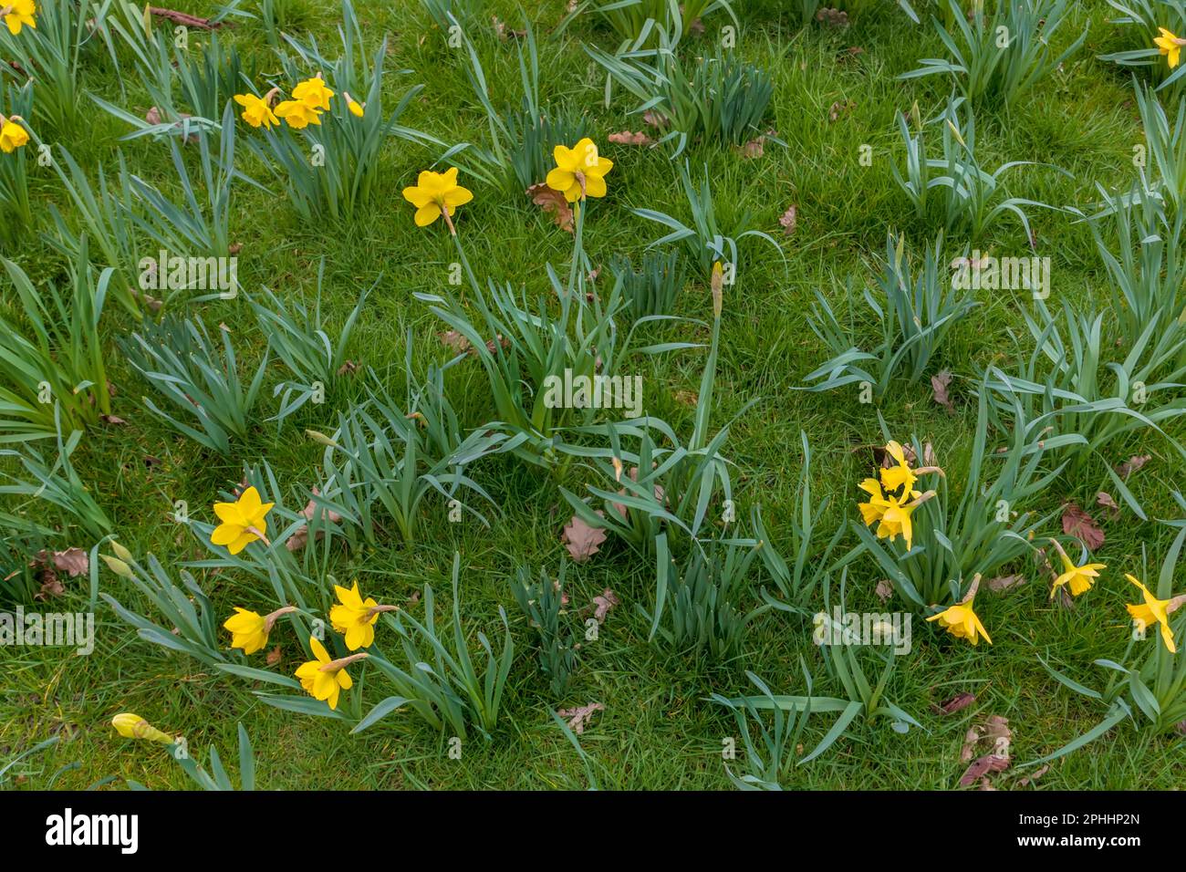 Narcisi selvatici Foto Stock