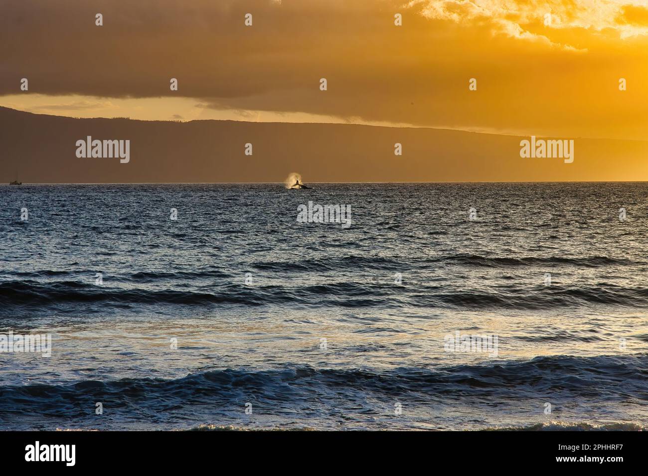 La megattere di Distanrt schiaffeggia vigorosamente la coda al tramonto a maui. Foto Stock