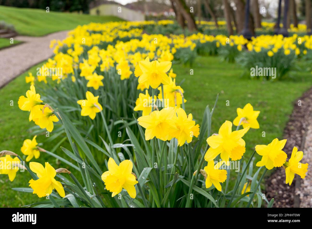 Daffodils visto in primavera Inghilterra UK Foto Stock
