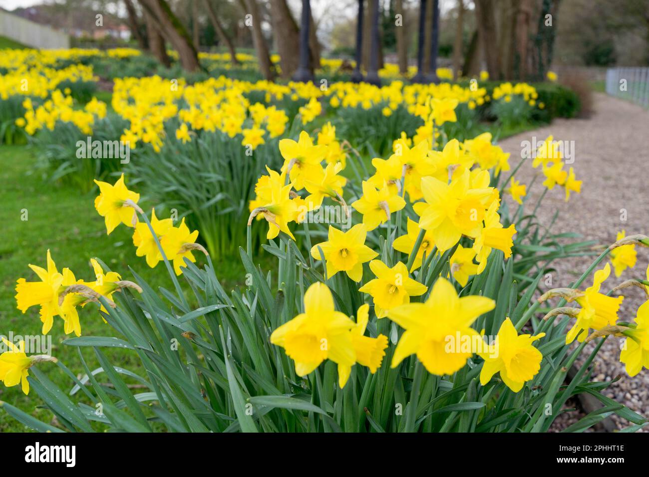 Daffodils visto in primavera Inghilterra UK Foto Stock