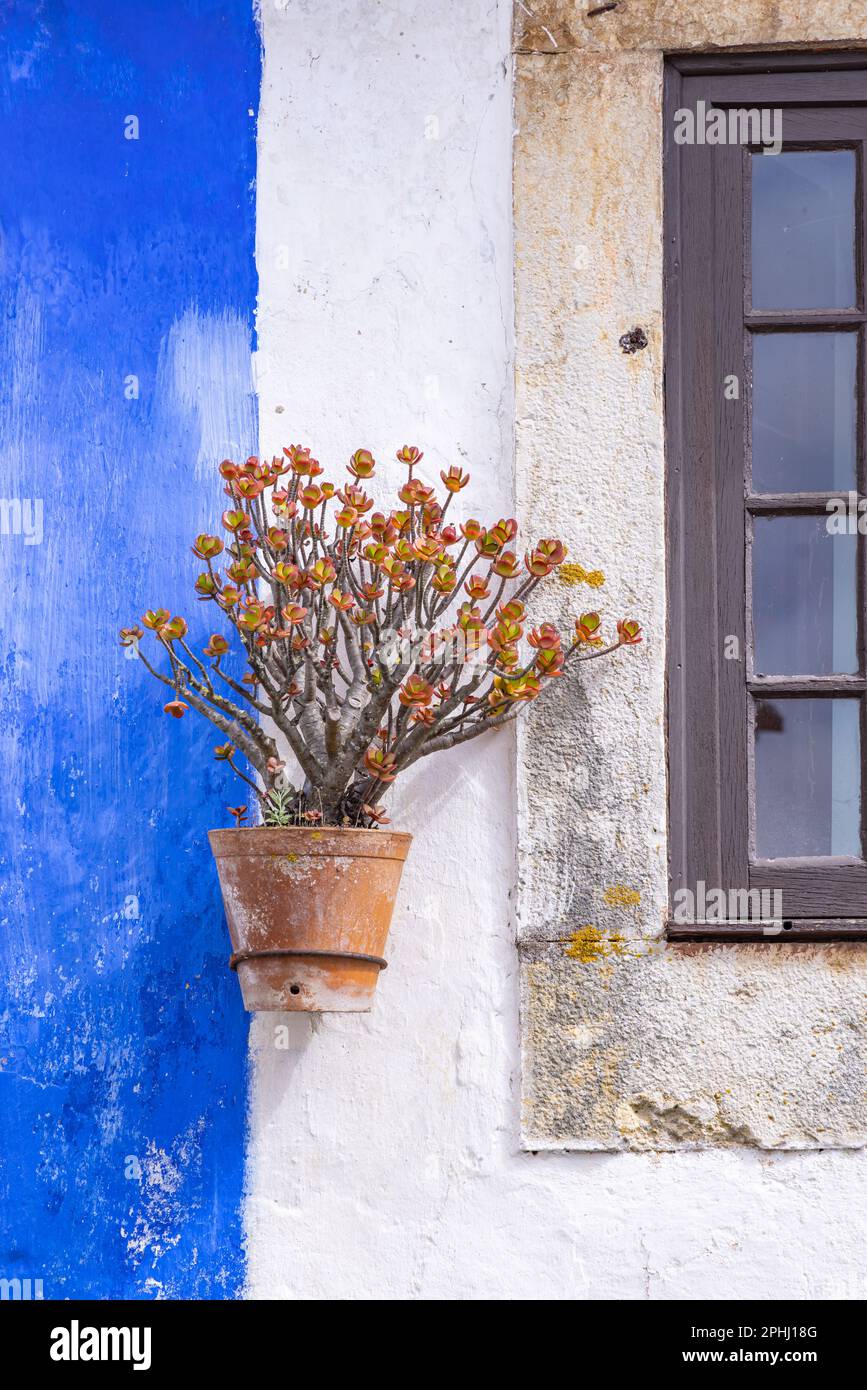 Europa, Portogallo, Obidos. Pianta in vaso su un edificio in stucco blu e bianco. Foto Stock
