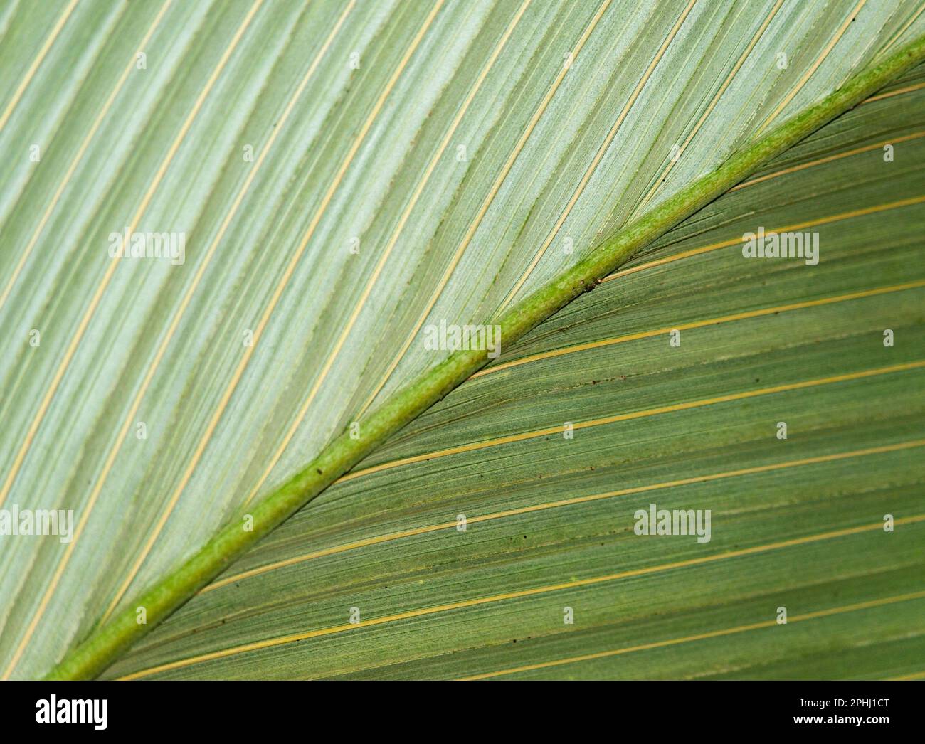 Particolare di foglia di palma verde Foto Stock