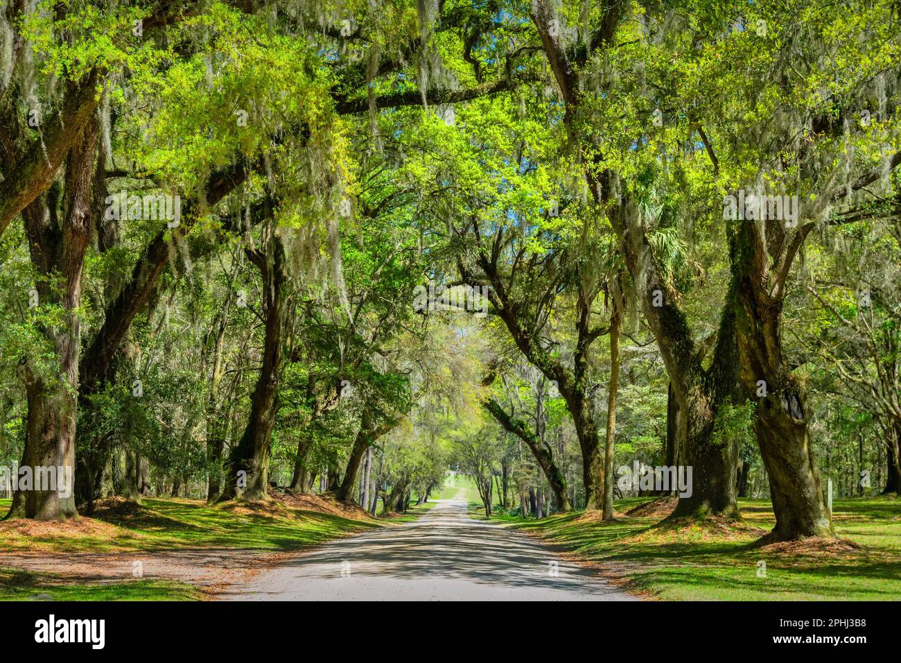 Strada che porta alla piantagione di Drayton Hall vicino a Charleston, South Carolina, USA. Foto Stock