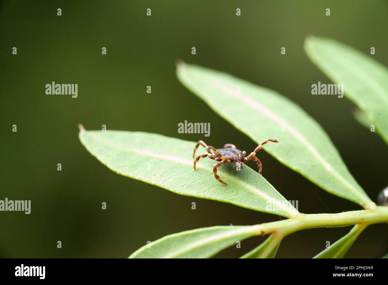 Hyalomma tick mediterraneo (Hyalomma marginatum), specie invasive nelle regioni mediterranee. Porto ferro, Baratz, Sassari, Sardegna. Italia Foto Stock