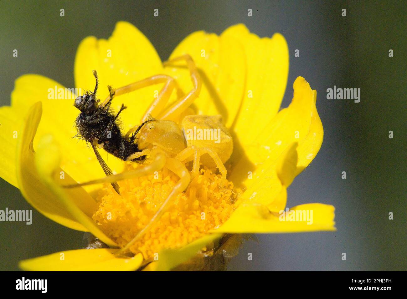 Ragni di granchio, qui un Thomisus onustus, non costruiscono una tela ma aspettano la preda appollaiando su un fiore o su qualsiasi substrato Foto Stock