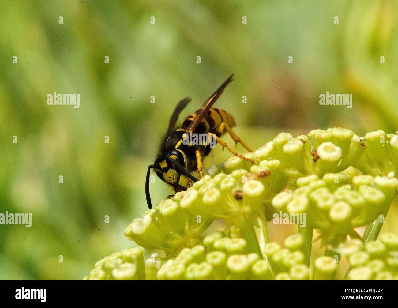 Vespa cartaria. Vespa di carta (Polistes gallicus) o Polistes dominulus . Alghero. Sassari. Sardegna. Italia Foto Stock