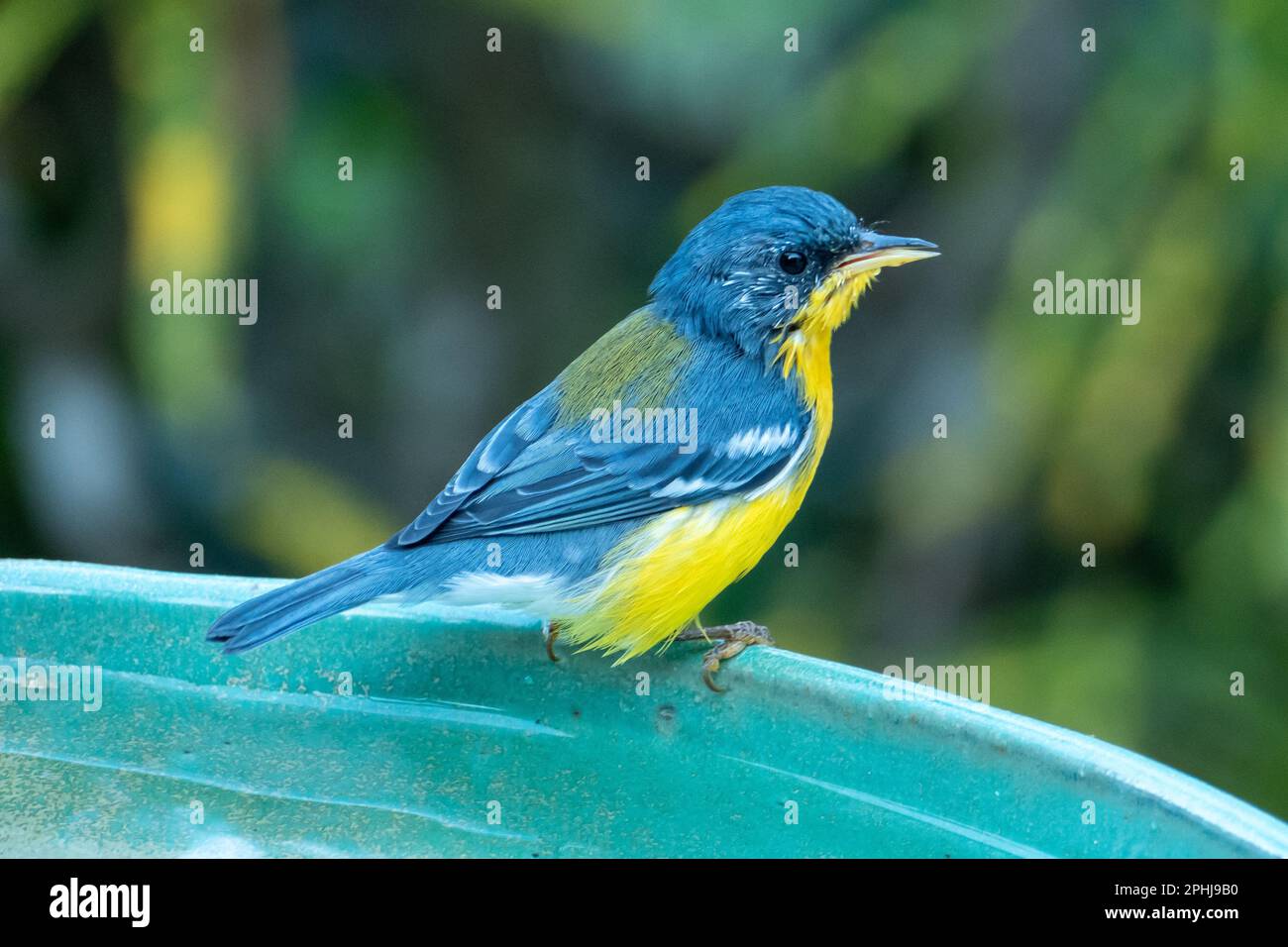 Parula tropicale (Setophaga pitiayumi) è un piccolo guerrieri del nuovo mondo. È un piccolo uccello passerino. Foto Stock