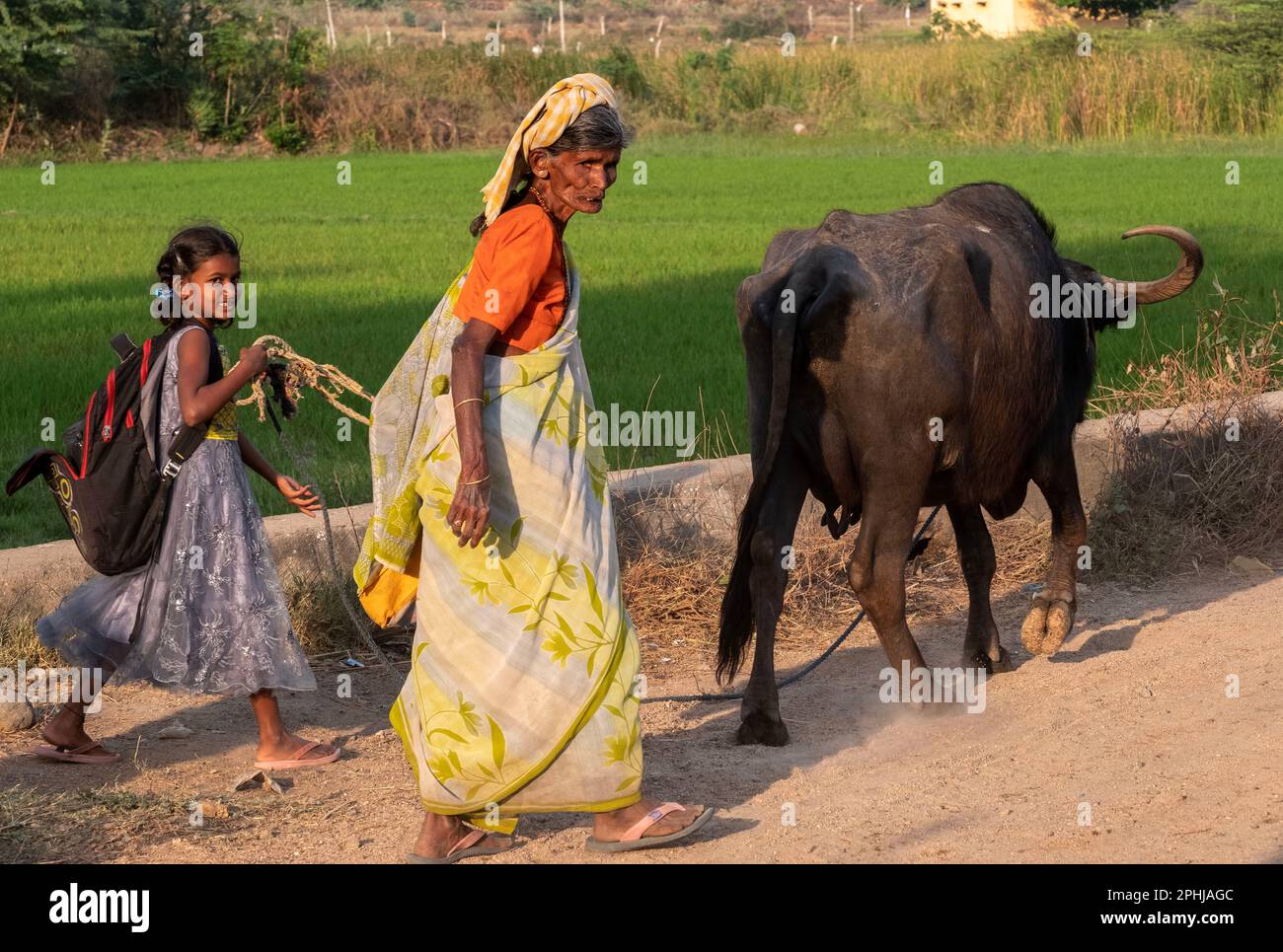 Nonna in India rurale e nipote con buoi Foto Stock