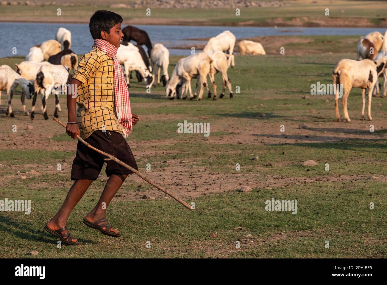 Giovane goatherd indiano in India rurale Foto Stock