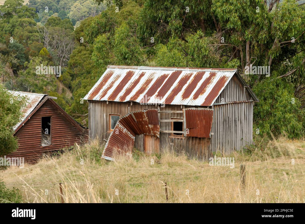 Vecchio derelitto arrugginito capannoni in un paddock troppo cresciuto nella Tasmania rurale, Australia Foto Stock
