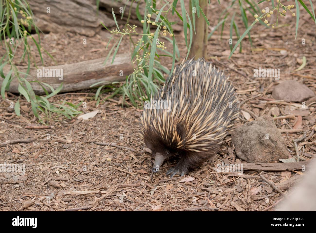 L'echidna ha spine come un porcupine, un becco come un uccello, un sacchetto come un canguro e depone le uova come un rettile. Conosciuto anche come anteaters spinosi, il Foto Stock