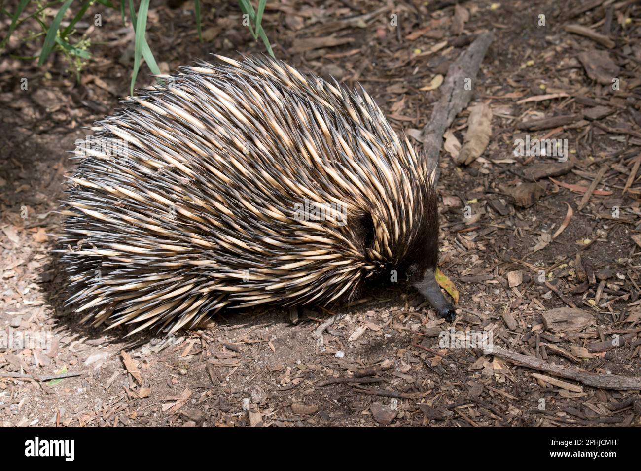 L'echidna ha spine come un porcupine, un becco come un uccello, un sacchetto come un canguro e depone le uova come un rettile. Conosciuto anche come anteaters spinosi, il Foto Stock