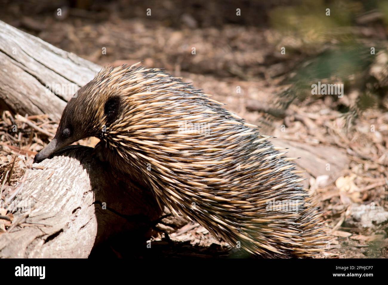 L'echidna ha spine come un porcupine, un becco come un uccello, un sacchetto come un canguro e depone le uova come un rettile. Conosciuto anche come anteaters spinosi, il Foto Stock