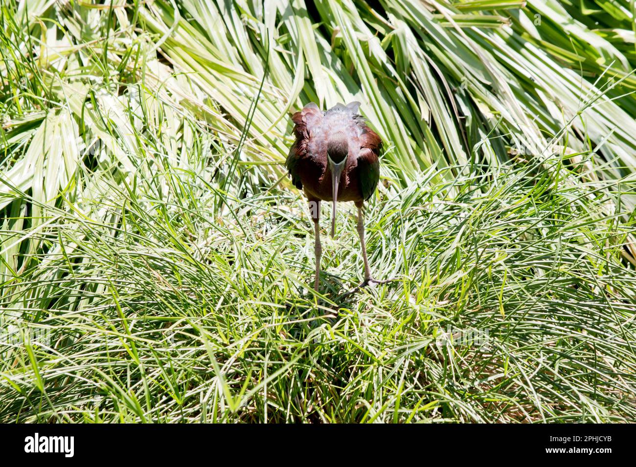 Il modello Glossy Ibis è caratterizzato da un design caratteristico, lungo e curvo verso il basso, di colore marrone oliva. La pelle del viso è grigio-blu con una linea bianca che si estende Foto Stock