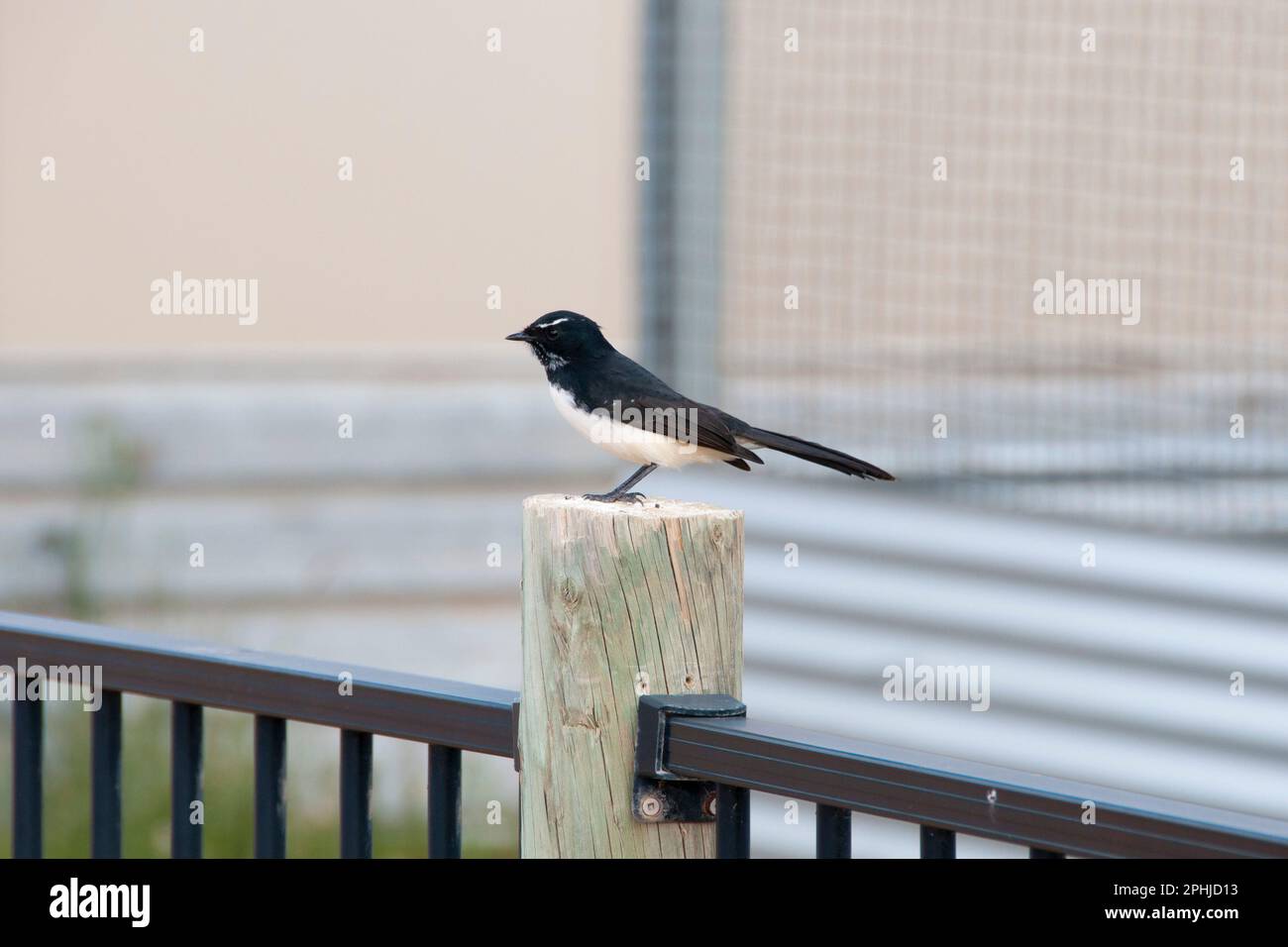 Willie Wagtail Bird in the Wild Foto Stock