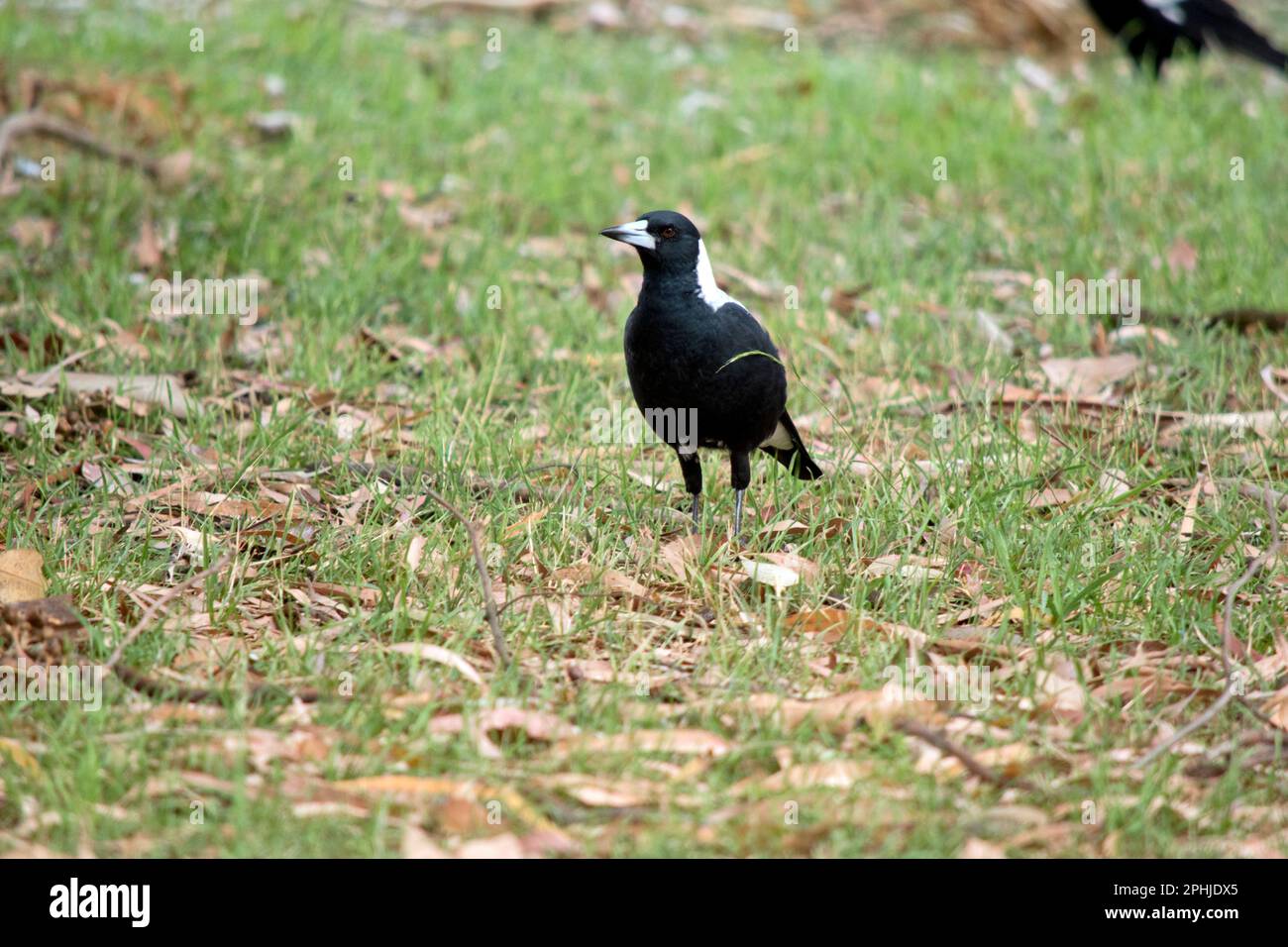 la magpie è un uccello bianco e nero Foto Stock