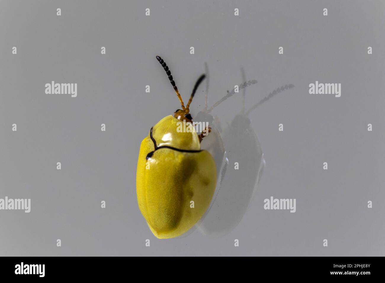 Tortoiseshell Beetle (Paraselenis normalis) arroccato su una finestra in Brasile Foto Stock
