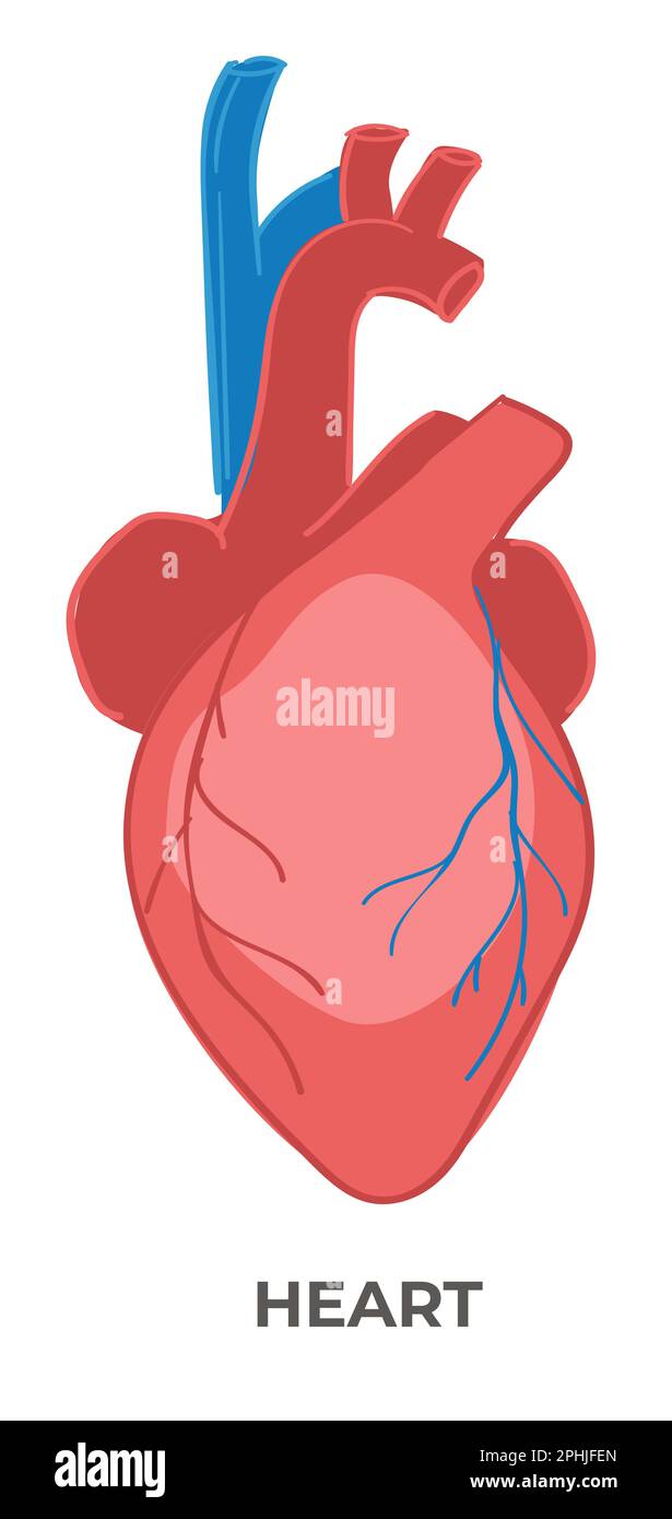 Organo cardiaco del corpo umano, biologia e anatomia Illustrazione Vettoriale