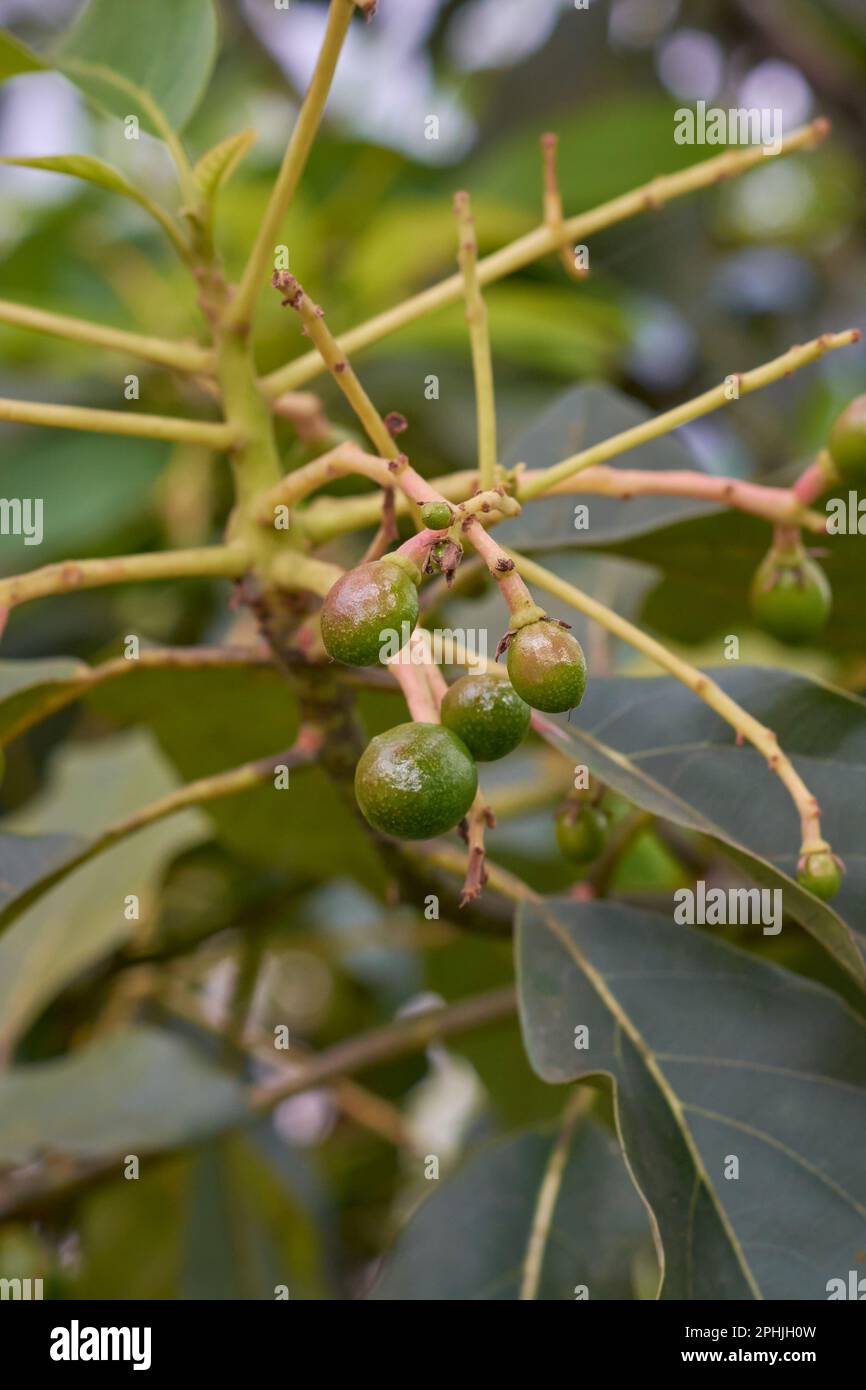 crescita di embrioni di avocado o avocado del bambino, piccoli frutti immaturi che si sviluppano dai fiori di avocado dopo l'impollinazione, presi in fuoco selettivo Foto Stock