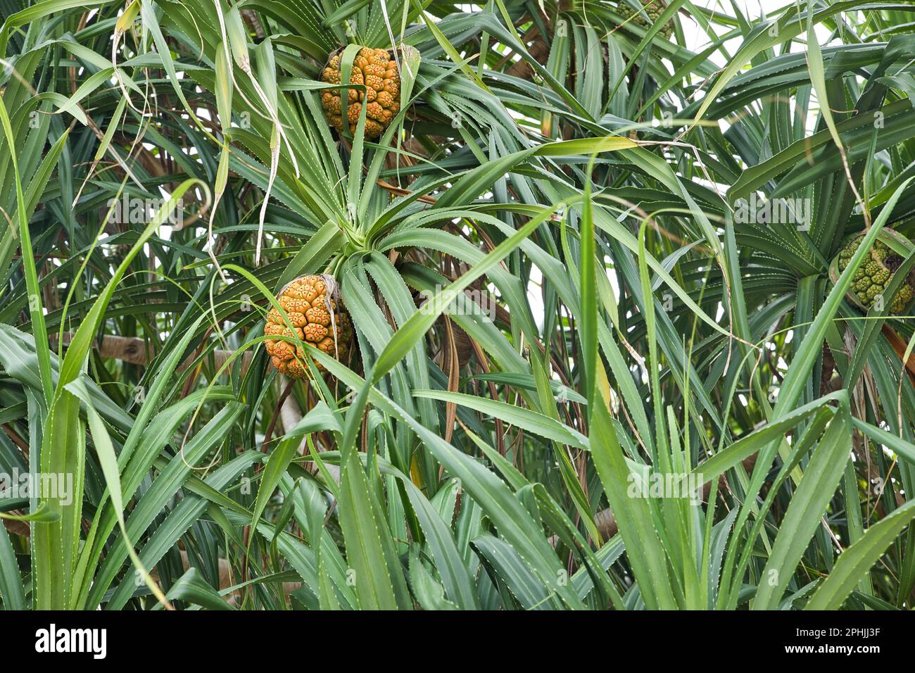 Viti sull'isola di Pamilacan nelle Filippine circondate da foglie di palma verde. Foto Stock