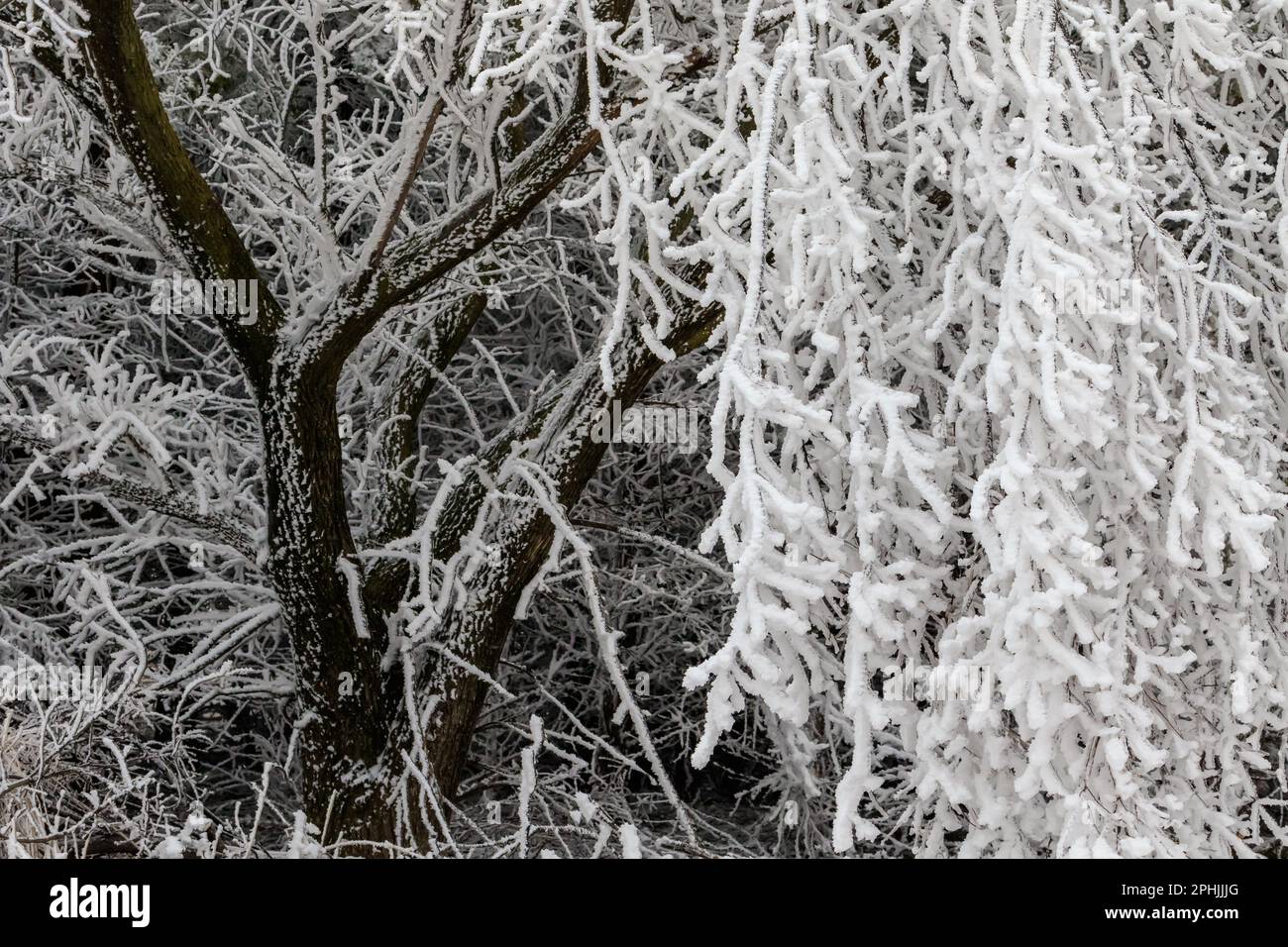 Hoarfrost al lago Hefner a Oklahoma City, Oklahoma, Stati Uniti Foto Stock
