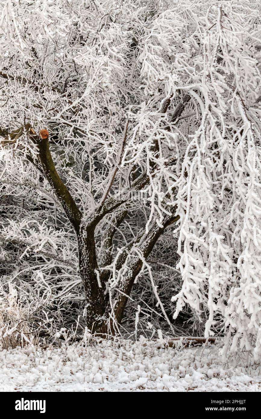 Hoarfrost al lago Hefner a Oklahoma City, Oklahoma, Stati Uniti Foto Stock