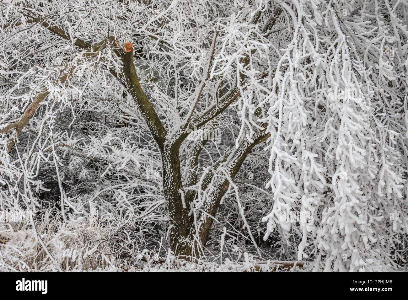 Hoarfrost al lago Hefner a Oklahoma City, Oklahoma, Stati Uniti Foto Stock