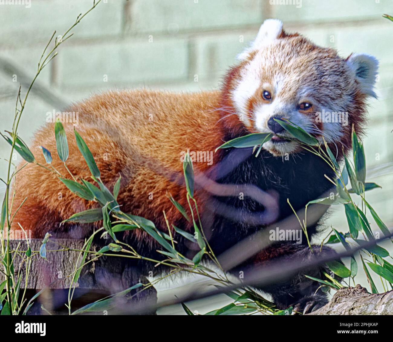 Panda rosso (Ailurus fulgens), noto anche come panda minore, con bambù Foto Stock