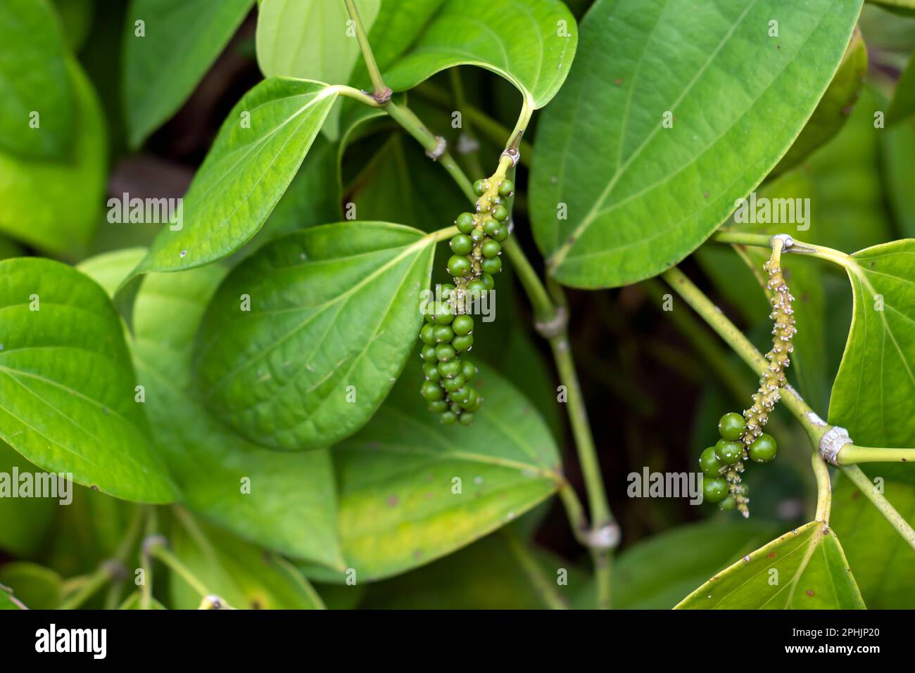 Lada, merica, nigrum di Piper, peppercorn, pepe comune, pepe verde fresco seme sull'albero, fuoco poco profondo Foto Stock