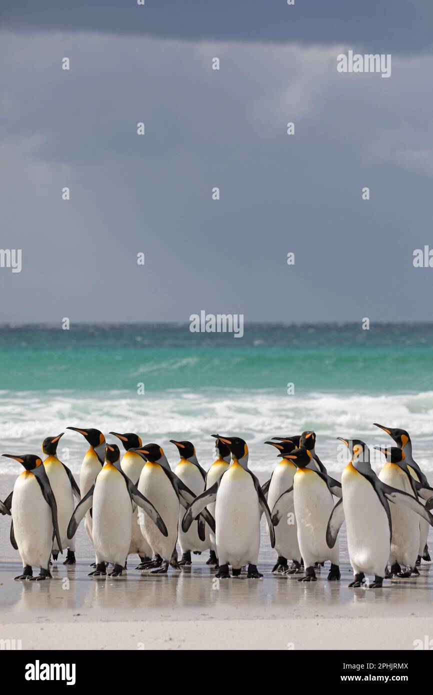 Re Penquins, Aptenodytes Patagonicus, a Volunteer Point nelle Isole Falkland. Foto Stock