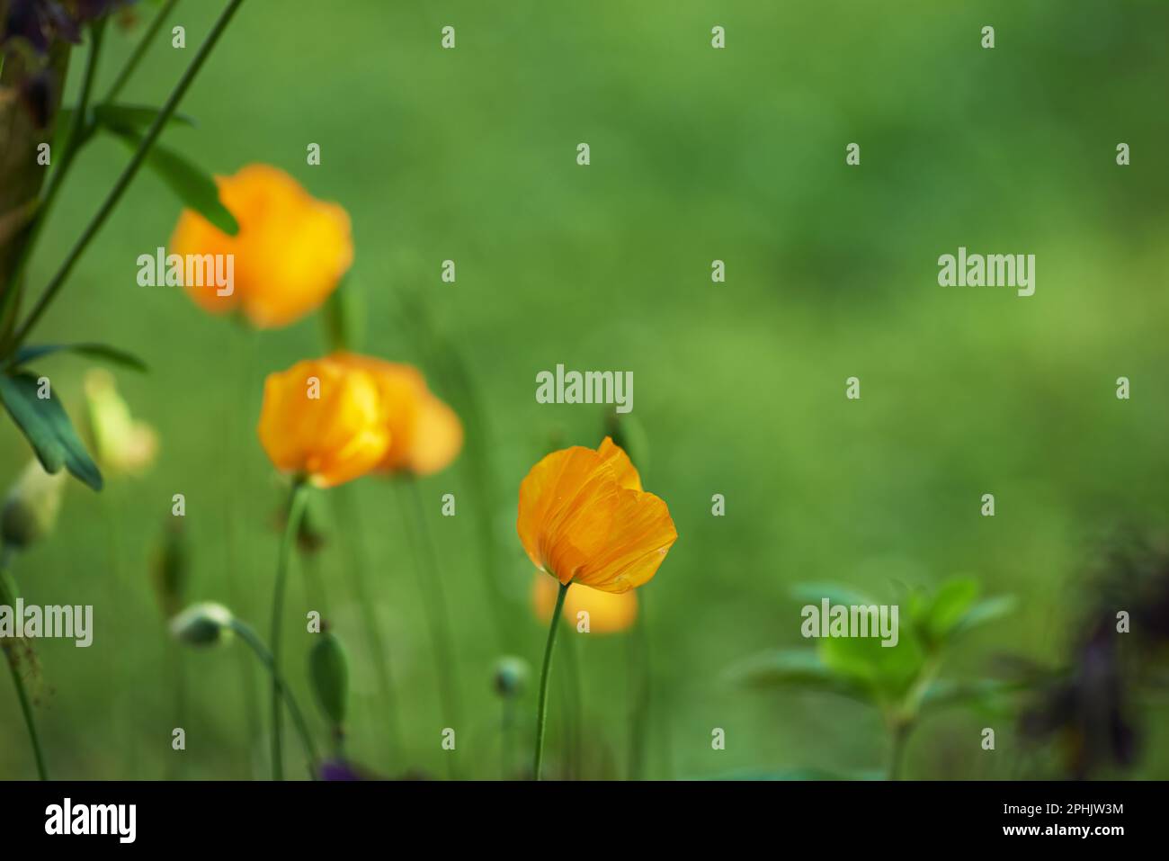 Fiori in erba, fiori da giardino che crescono fuori. Foto Stock