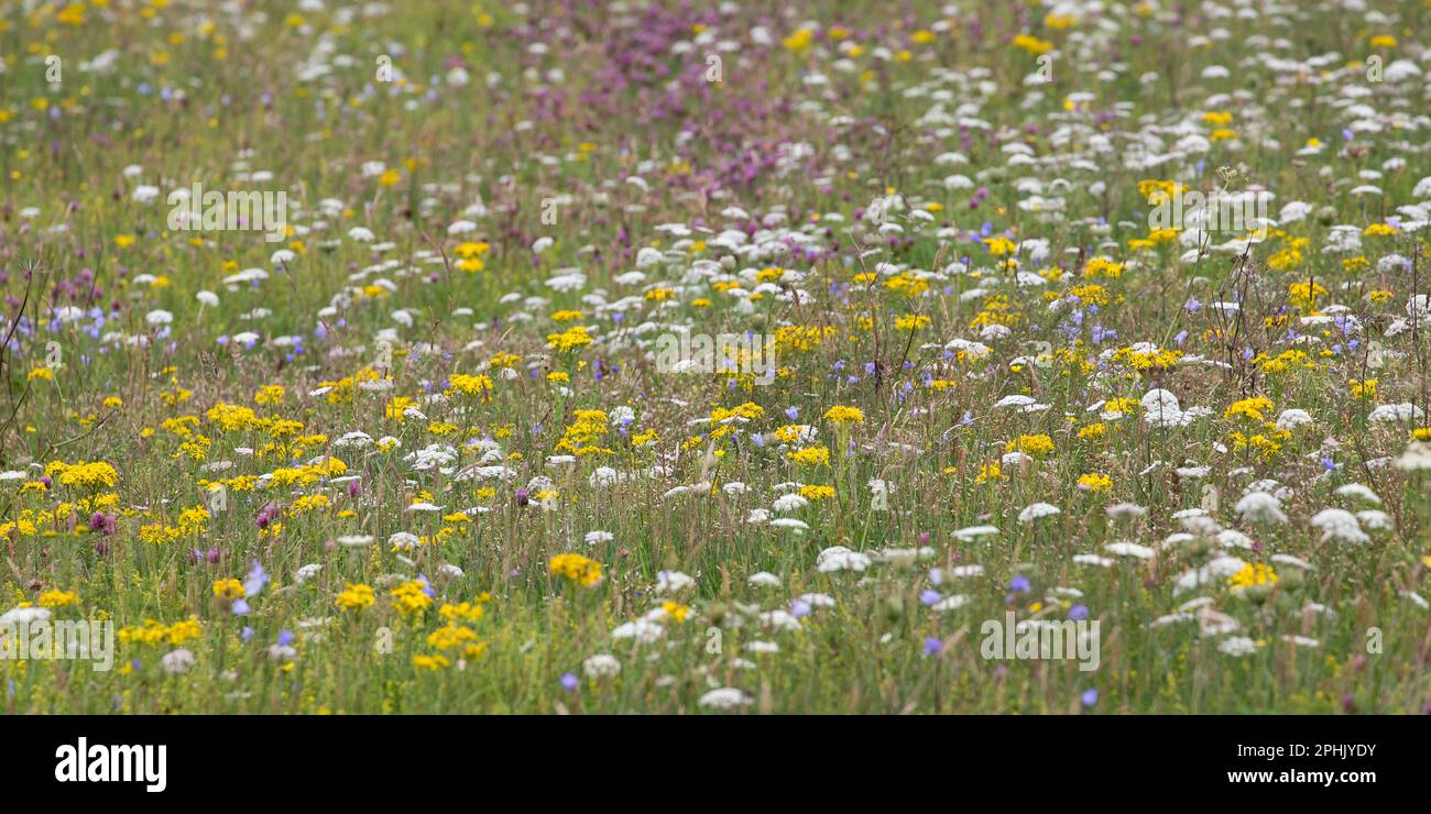 Machair con fiori selvatici gialli, bianchi e rosa, Lewis, Isola di Lewis, Ebridi, Ebridi esterne, Western Isles, Scozia, Regno Unito Foto Stock