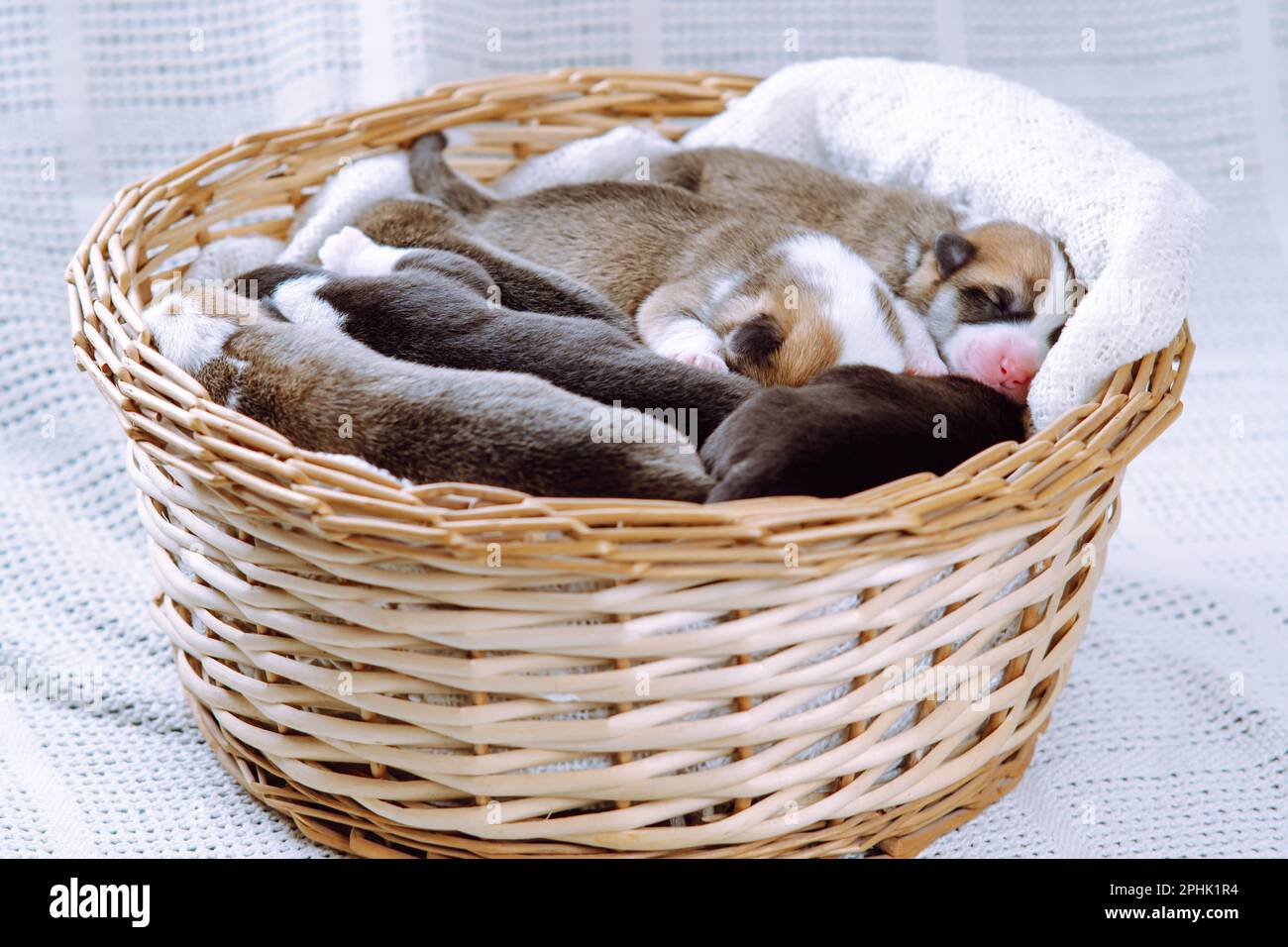 Ritratto di diversi incredibili cuccioli di due mesi di cane pembroke corgi gallesi rilassante dormire sdraiato in diverse pose in cesto di vimini su bianco Foto Stock