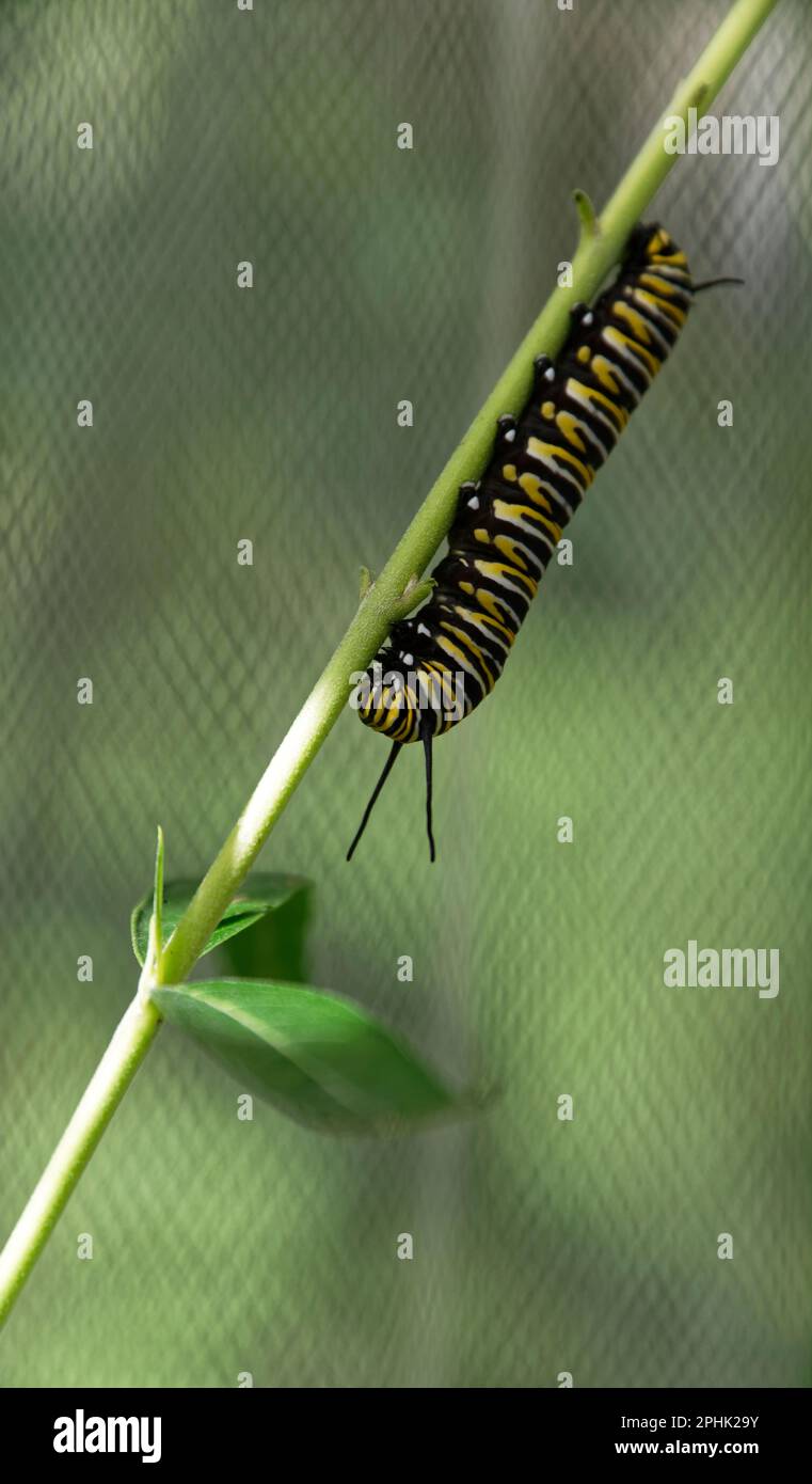 Una farfalla monarca nera e gialla caterpillar è sul gambo di una pianta di cigno. La pianta è circondata da una protezione contro gli insetti per prevenire le vespe predati Foto Stock